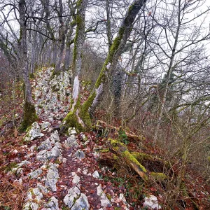 Moss-covered trees surrounded by distinctive limestone formation