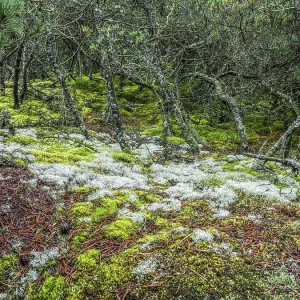 Moss and Lichen Print - Slowinski National Park, Poland