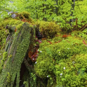 Mossy dead tree. Kleine Ohe creek below Waldhaeuser village in the Bavarian Forest Nationalpark