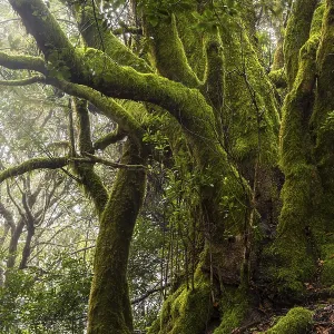 Mossy laurel tree in the cloud forest Mossy laurel tree in the cloud forest