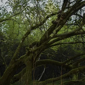 Mossy tree in a dark forest, Bavaria, Germany