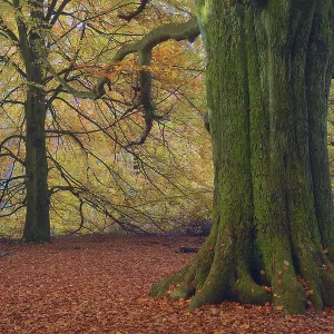 Mossy trunk of an old Beech (Fagus) in autumn Mossy trunk of an old Beech (Fagus) in autumn