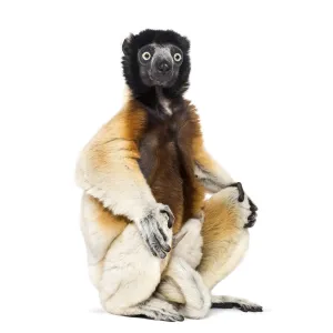 Mother Crowned Sifaka and her two months old baby sitting against white background Mother Crowned Sifaka and her two months old baby sitting against white background