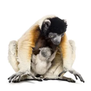 Mother Crowned Sifaka and her two months old baby sitting against white background Mother Crowned Sifaka and her two months old baby sitting against white background