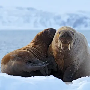 Mother with cub. Young walrus with female Mother with cub. Young walrus with female