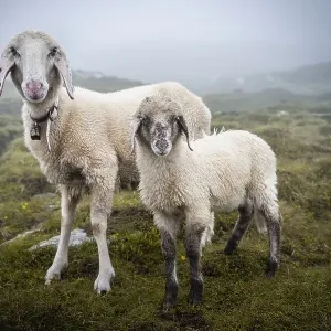 Mother with young animal, domestic sheep on alpine meadow Mother with young animal, domestic sheep on alpine meadow