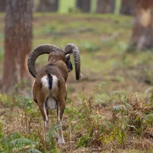 A mouflon in the forest, North Rhine-Westphalia