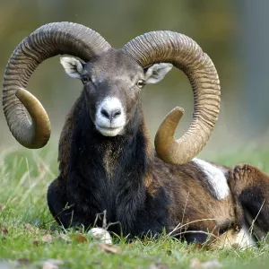 Mouflon ram (Ovis ammon) (Ovis orientalis)