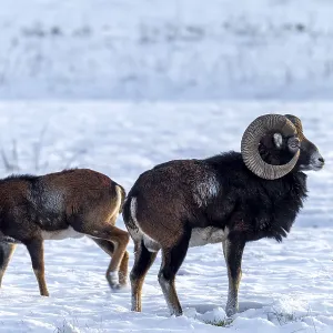 A mouflon ram (Ovis gmelini) A mouflon ram (Ovis gmelini)