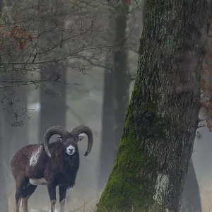 Mouflon ram (Ovis gmelini) next to a beautiful old oak tree Mouflon ram (Ovis gmelini) next to a beautiful old oak tree