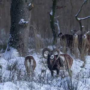 The mouflon ram (Ovis gmelini) continuously follows the female The mouflon ram (Ovis gmelini) continuously follows the female