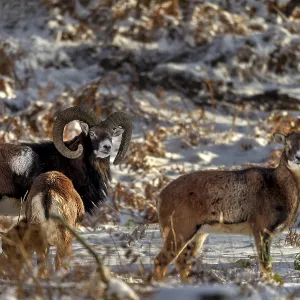A mouflon ram (Ovis gmelini) with two females in the evening light in a snow-covered oak forest A mouflon ram (Ovis gmelini) with two females in the evening light in a snow-covered oak forest