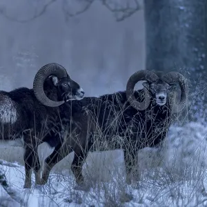 Mouflon ram (Ovis gmelini) in the late evening in the winter forest Mouflon ram (Ovis gmelini) in the late evening in the winter forest