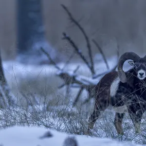 A mouflon ram (Ovis gmelini) in the late evening in the winter forest A mouflon ram (Ovis gmelini) in the late evening in the winter forest