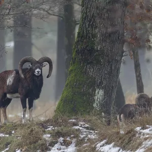 While a mouflon ram (Ovis gmelini) looks at me While a mouflon ram (Ovis gmelini) looks at me