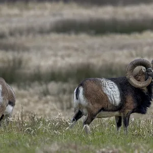 The mouflon ram (Ovis gmelini) looks attentively towards the edge of the forest