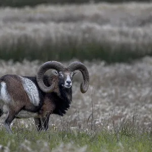 Mouflon ram (Ovis gmelini) on a moorland meadow