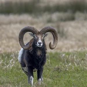 The mouflon ram (Ovis gmelini) has noticed a movement