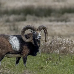 The mouflon ram (Ovis gmelini) is obviously well-fed