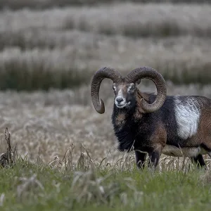 Mouflon ram (Ovis gmelini) with pronounced saddle patch