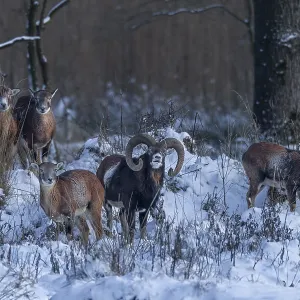 The mouflon ram (Ovis gmelini) shows keen interest in a female The mouflon ram (Ovis gmelini) shows keen interest in a female