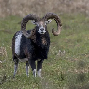 A mouflon ram (Ovis gmelini) stands attentively in a meadow