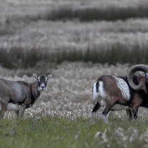 Mouflon rams (Ovis gmelini) and female looking attentively at the photographer