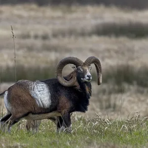 Mouflon rams (Ovis gmelini) and females foraging together