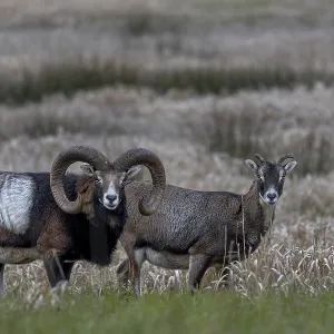 Mouflon rams (Ovis gmelini) and females looking attentively at the photographer