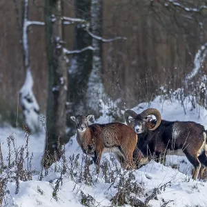 Mouflon rams (Ovis gmelini) and females search for food at the edge of the forest in winter Mouflon rams (Ovis gmelini) and females search for food at the edge of the forest in winter