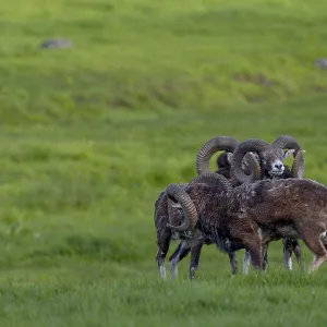 Mouflon rams (Ovis gmelini) are very playful animals
