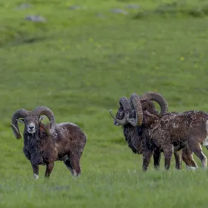 Mouflon rams (Ovis gmelini) are very playful animals
