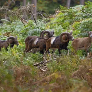 Mouflons stalking a goat, North Rhine-Westphalia