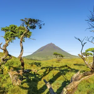 Mount Pico and Azores Juniper Trees in Sunny Morning Mount Pico and Azores Juniper Trees in Sunny Morning