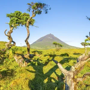 Mount Pico and Azores Juniper Trees in Sunny Morning Mount Pico and Azores Juniper Trees in Sunny Morning