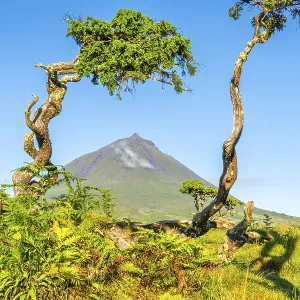 Mount Pico, Green Vegetation and Azores Juniper Trees in Sunny Morning Mount Pico, Green Vegetation and Azores Juniper Trees in Sunny Morning