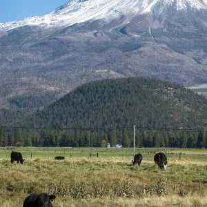 Mount Shasta in northern California with blue sky Mount Shasta in northern California with blue sky