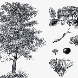 Mountain ash (Sorbus aucuparia)