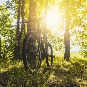 Un vélo de montagne appuyé contre un arbre à côté d'une belle forêt verte avec le soleil qui passe entre les arbres. Un vélo de montagne appuyé contre un arbre à côté d'une belle forêt verte avec le soleil qui passe entre les arbres.