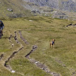 Mountain biker and Vizsla male trail dog