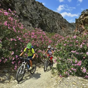 Two mountain bikers cycle between oleander bushes in the mountains