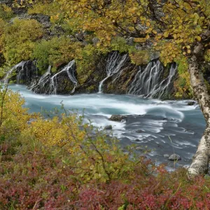 Mountain birch (Betula tortuosa) in autumn