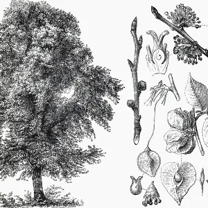 Mountain elm (Ulmus montana), tree