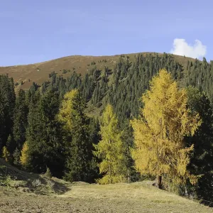 Mountain forest in autumn, mountain forest