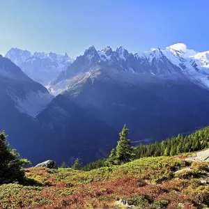 Mountain forest in an autumnal landscape with the snow-covered Mont Blanc massif in the background