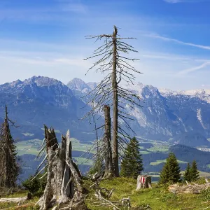 Mountain forest, Dead trees on the way to the summit of the Taborberg Mountain forest, Dead trees on the way to the summit of the Taborberg