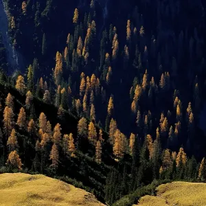 Mountain forest of firs with autumnal larches