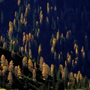 Mountain Forest Print: Autumnal Larches in Tyrol, Austria