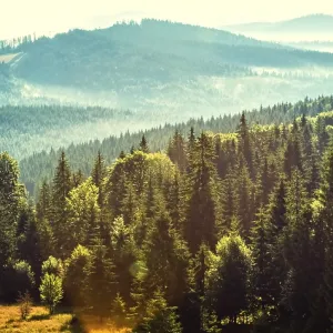 Mountain forest landscape in the morning with fog and sunlight Mountain forest landscape in the morning with fog and sunlight