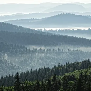 Mountain forest landscape in the morning with fog over the trees Mountain forest landscape in the morning with fog over the trees